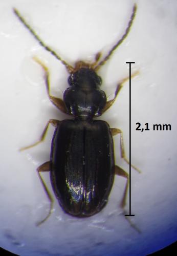 Réf. 200 918 : Tachys bistriatus